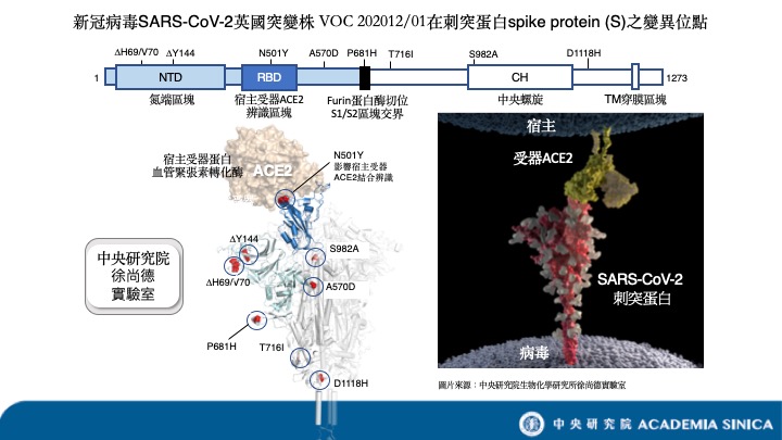新冠病毒SARS-CoV-2英國突變株 VOC 202012/01 在刺突蛋白 spike protein (S) 之變異位點